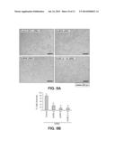 Method for Identifying Agents that Inhibit Cell Migration, Promote Cell     Adhesion and Prevent Metastasis diagram and image