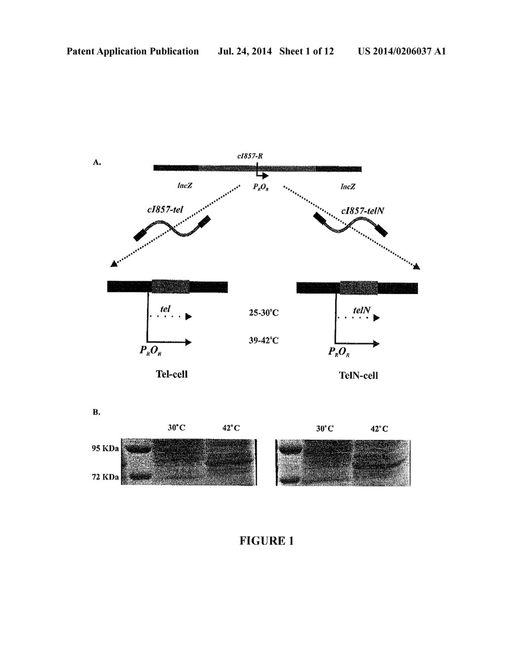 DNA VECTOR PRODUCTION SYSTEM - diagram, schematic, and image 02