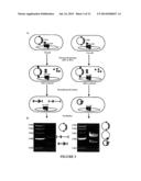 DNA VECTOR PRODUCTION SYSTEM diagram and image