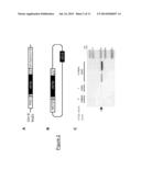 NOVEL YEAST STRAINS diagram and image