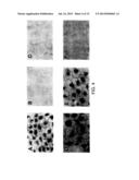 Recombinant Influenza Viruses for Vaccines and Gene Therapy diagram and image