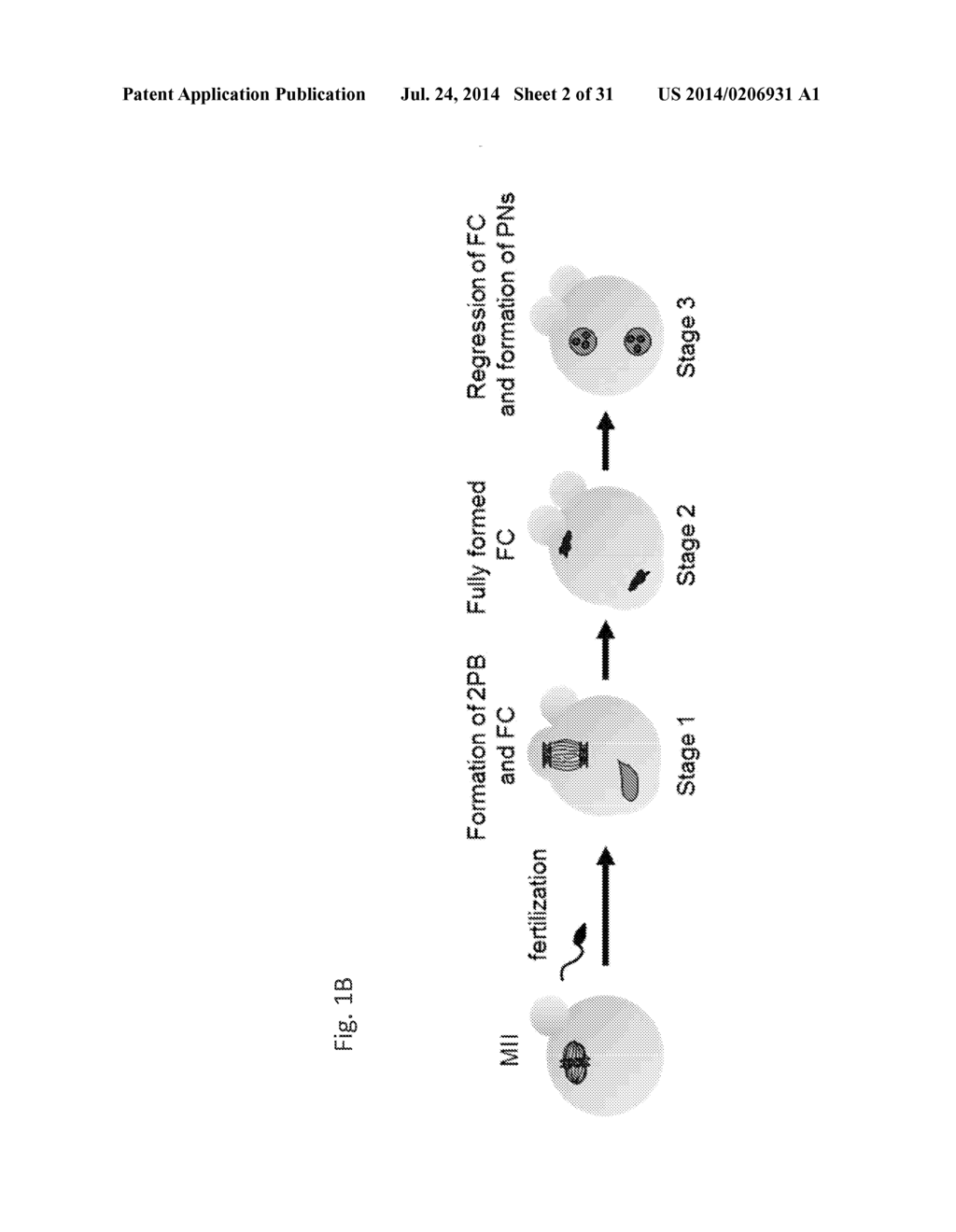 Methods For Predicting Mammalian Embryo Viability - diagram, schematic, and image 03