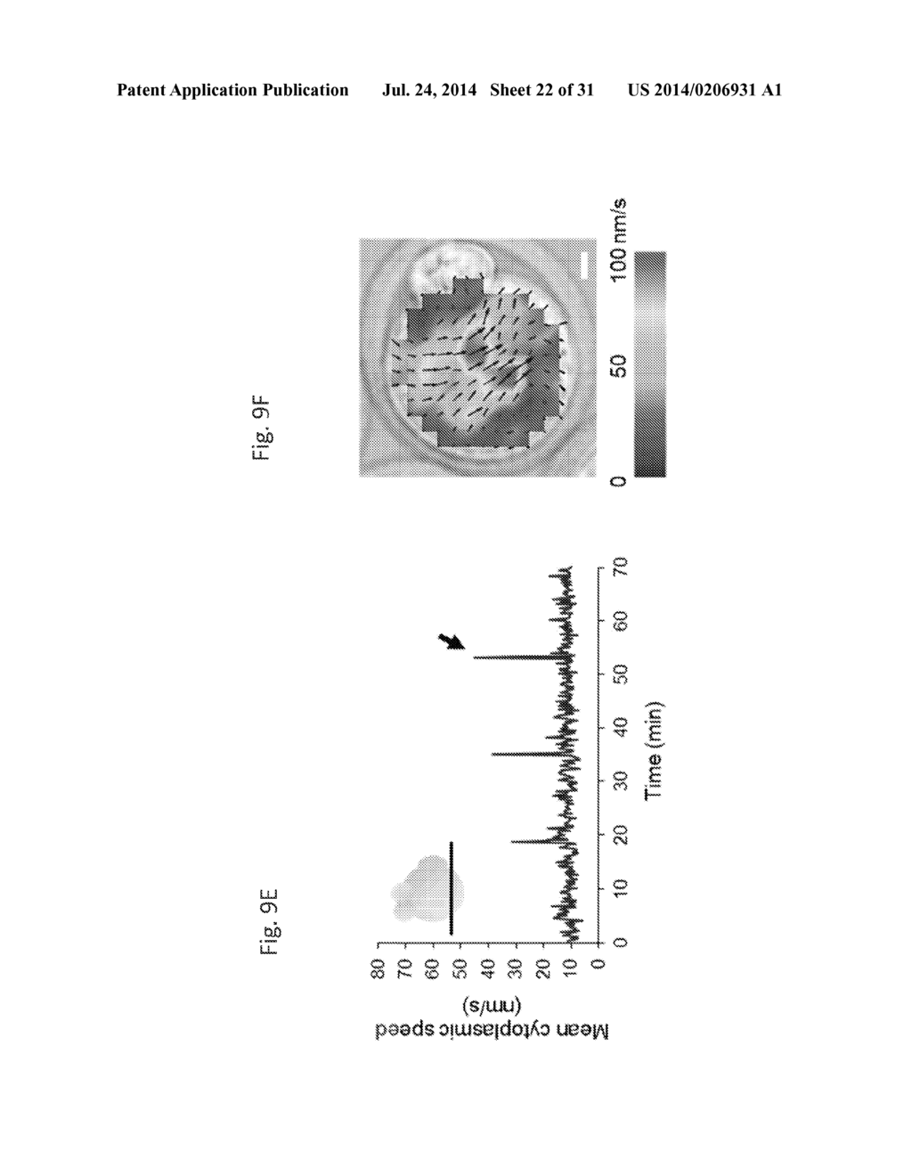 Methods For Predicting Mammalian Embryo Viability - diagram, schematic, and image 23