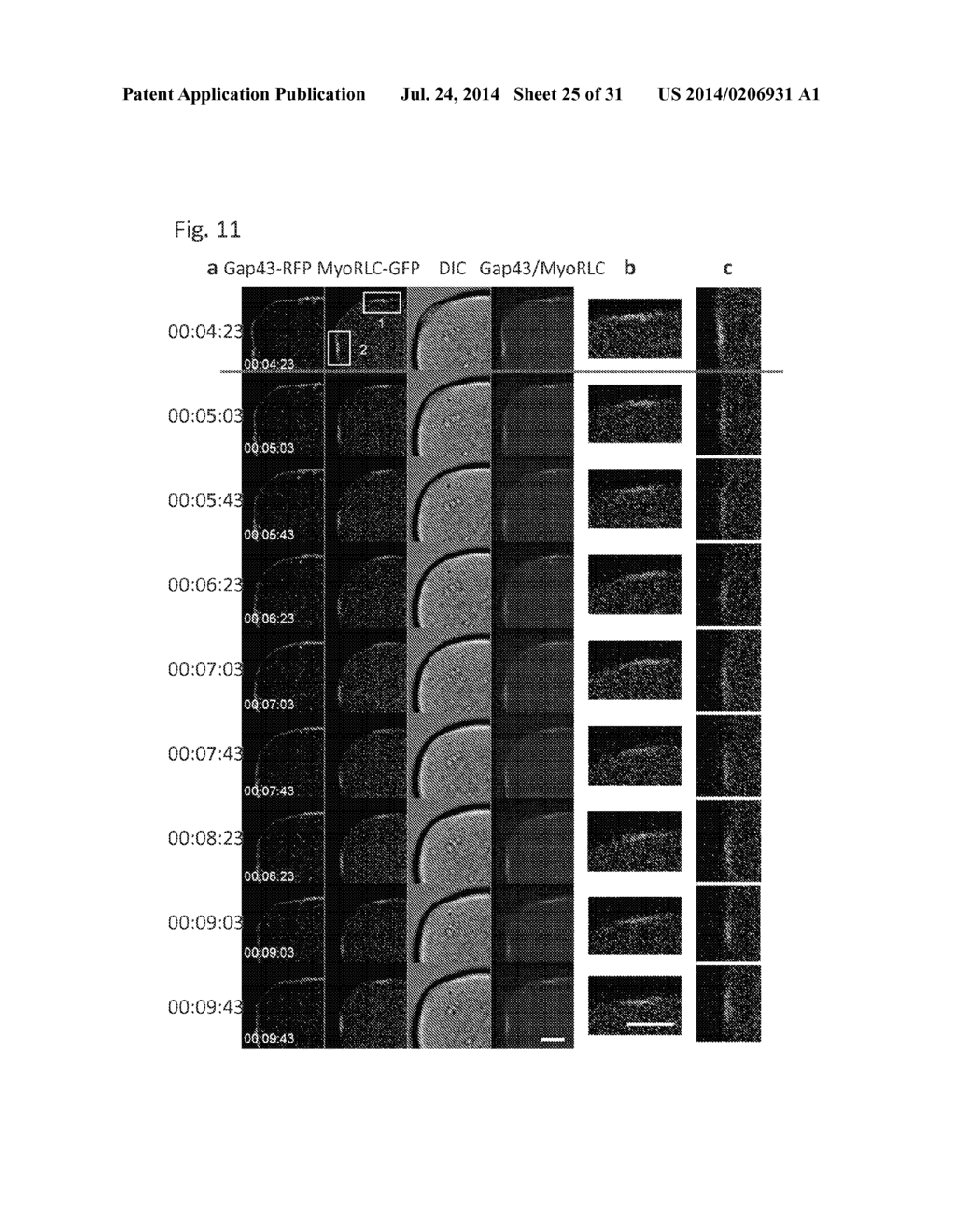 Methods For Predicting Mammalian Embryo Viability - diagram, schematic, and image 26