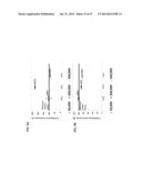 ANTI THIRD PARTY CENTRAL MEMORY T CELLS, METHODS OF PRODUCING SAME AND USE     OF SAME IN TRANSPLANTATION AND DISEASE TREATMENT diagram and image