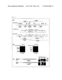 SCREENING METHOD FOR THERAPEUTIC AGENT FOR CHONDROPATHY AND MODIFIED     CHONDROCYTE FOR TREATMENT OF CHONDROPATHY diagram and image