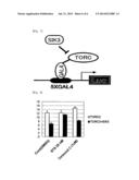 SCREENING METHOD FOR THERAPEUTIC AGENT FOR CHONDROPATHY AND MODIFIED     CHONDROCYTE FOR TREATMENT OF CHONDROPATHY diagram and image