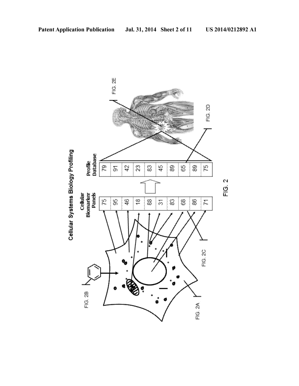 Method For Automated Tissue Analysis - diagram, schematic, and image 03