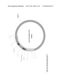 TWO PLASMID MAMMALIAN EXPRESSION SYSTEM diagram and image
