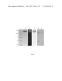 COMPOSITIONS COMPRISING CELLOBIOSE DEHYDROGENASE FROM PYCNOPORUS     CINNABARINUS AND THEIR USE FOR THE DEGRADATION OF LIGNOCELLULOSIC BIOMASS diagram and image