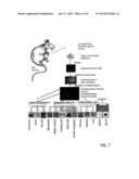 ISOLATED ADULT PLURIPOTENT STEM CELLS AND METHODS FOR ISOLATING AND     CULTIVATING THEREOF diagram and image