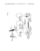 ISOLATED ADULT PLURIPOTENT STEM CELLS AND METHODS FOR ISOLATING AND     CULTIVATING THEREOF diagram and image