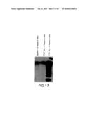 Nucleic Acids, Polypetides, and Methods for Modulating Apoptosis diagram and image