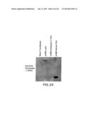 Nucleic Acids, Polypetides, and Methods for Modulating Apoptosis diagram and image