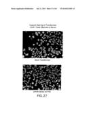 Nucleic Acids, Polypetides, and Methods for Modulating Apoptosis diagram and image