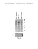 Nucleic Acids, Polypetides, and Methods for Modulating Apoptosis diagram and image