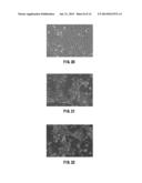 CELL CULTURE MEMBRANE, CELL CULTURE SUBSTRATE, AND METHOD FOR     MANUFACTURING CELL CULTURE SUBSTRATE diagram and image