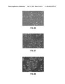 CELL CULTURE MEMBRANE, CELL CULTURE SUBSTRATE, AND METHOD FOR     MANUFACTURING CELL CULTURE SUBSTRATE diagram and image