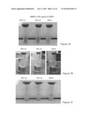 DETECTION ASSAYS EMPLOYING MAGNETIC NANOPARTICLES diagram and image