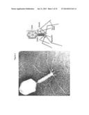 LYSING PAENIBACILLIS LARVAE BY EXPOSURE TO PHAGE diagram and image