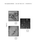 LYSING PAENIBACILLIS LARVAE BY EXPOSURE TO PHAGE diagram and image