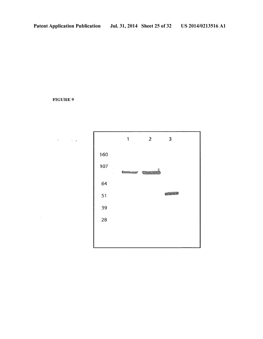 THERAPEUTIC AGENTS COMPRISING ELASTIC PEPTIDES - diagram, schematic, and image 26