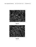 Thermoresponsive, Biodegradable, Elastomeric Material and Uses Therefor diagram and image