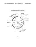 LIQUID INSULIN COMPOSITIONS AND METHODS OF MAKING THE SAME diagram and image