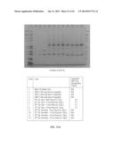 METHODS AND COMPOSITIONS COMPRISING HUMAN RECOMBINANT GROWTH AND     DIFFERENTIATON FACTOR-5 (RHGDF-5) diagram and image