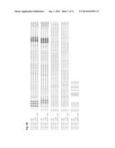 HUMAN FUSION PROTEINS COMPRISING INTERFERONS AND TARGETED MODIFIED     UBIQUITIN PROTEINS diagram and image