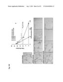 ANTIBODY- ENDOSTATIN FUSION PROTEIN AND ITS VARIANTS diagram and image