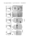 ANTIBODY- ENDOSTATIN FUSION PROTEIN AND ITS VARIANTS diagram and image