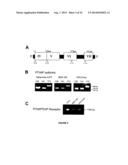 PTHRP, ITS ISOFORMS AND ANTAGONIST THERETO IN THE DIAGNOSIS AND TREATMENT     OF DISEASE diagram and image