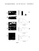 PTHRP, ITS ISOFORMS AND ANTAGONIST THERETO IN THE DIAGNOSIS AND TREATMENT     OF DISEASE diagram and image