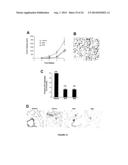 PTHRP, ITS ISOFORMS AND ANTAGONIST THERETO IN THE DIAGNOSIS AND TREATMENT     OF DISEASE diagram and image