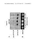 MICRORNA INHIBITION FOR THE TREATMENT OF INFLAMMATION AND     MYELOPROLIFERATIVE DISORDERS diagram and image