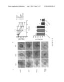 ENHANCED NITRIC OXIDE DELIVERY AND USES THEREOF diagram and image