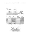 METHOD FOR SCREENING AN AGENT PREVENTING OR TREATING CANCER USING     GLYCYL-TRNA SYNTHETASE AND CADHERIN diagram and image