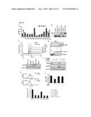 METHOD FOR SCREENING AN AGENT PREVENTING OR TREATING CANCER USING     GLYCYL-TRNA SYNTHETASE AND CADHERIN diagram and image