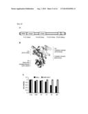 METHOD FOR SCREENING AN AGENT PREVENTING OR TREATING CANCER USING     GLYCYL-TRNA SYNTHETASE AND CADHERIN diagram and image