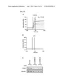 METHOD FOR SCREENING AN AGENT PREVENTING OR TREATING CANCER USING     GLYCYL-TRNA SYNTHETASE AND CADHERIN diagram and image