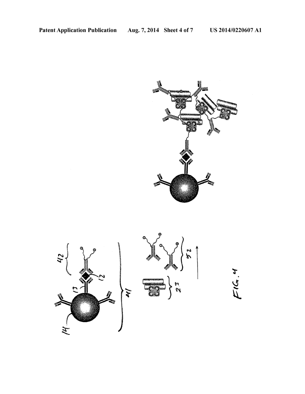 SIGNAL AMPLIFICATION FOR IMMUNOASSAYS BY USE OF AVIDIN-BIOTIN LINKAGES - diagram, schematic, and image 05