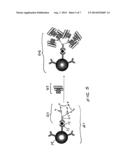 SIGNAL AMPLIFICATION FOR IMMUNOASSAYS BY USE OF AVIDIN-BIOTIN LINKAGES diagram and image