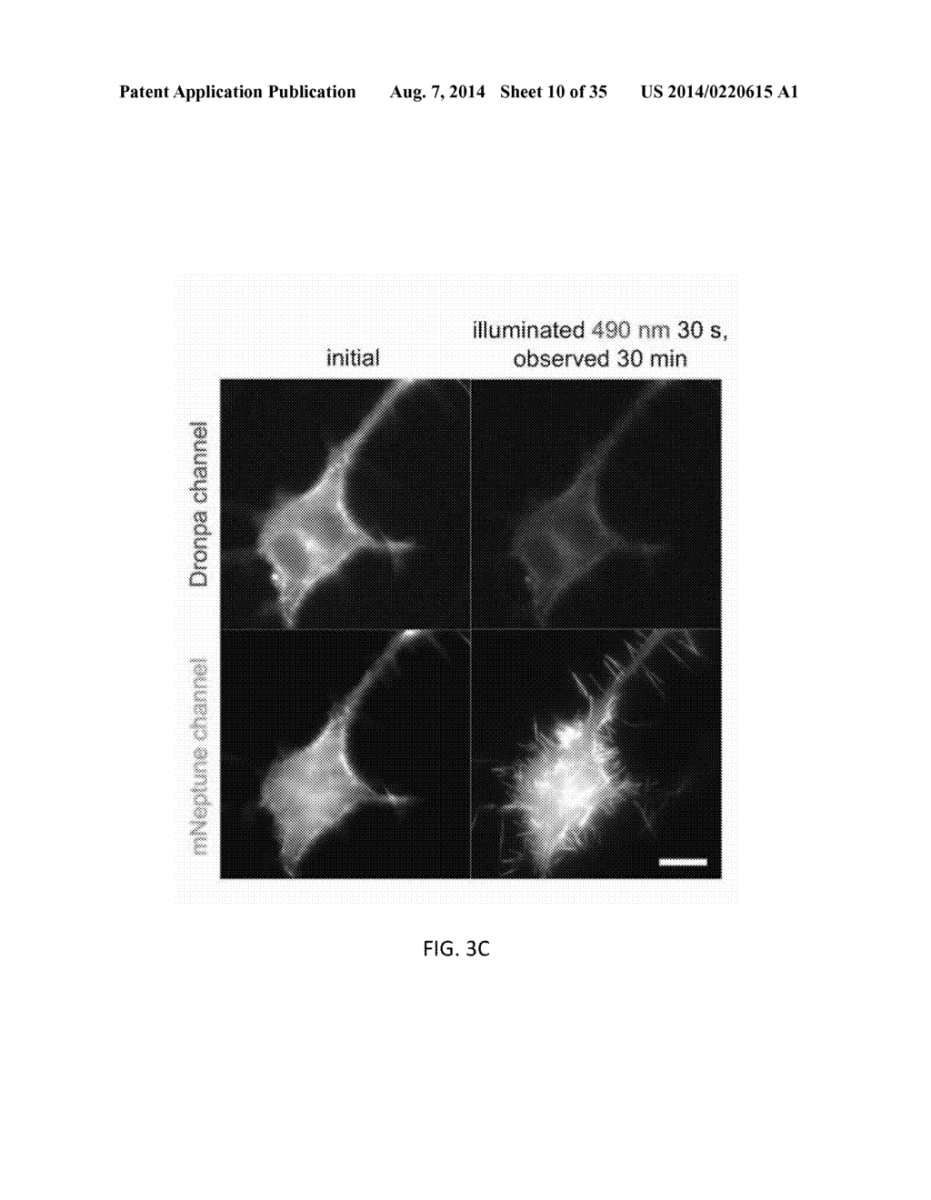 OPTICAL CONTROL OF PROTEIN ACTIVITY AND LOCALIZATION BY FUSION TO     PHOTOCHROMIC PROTEIN DOMAINS - diagram, schematic, and image 11