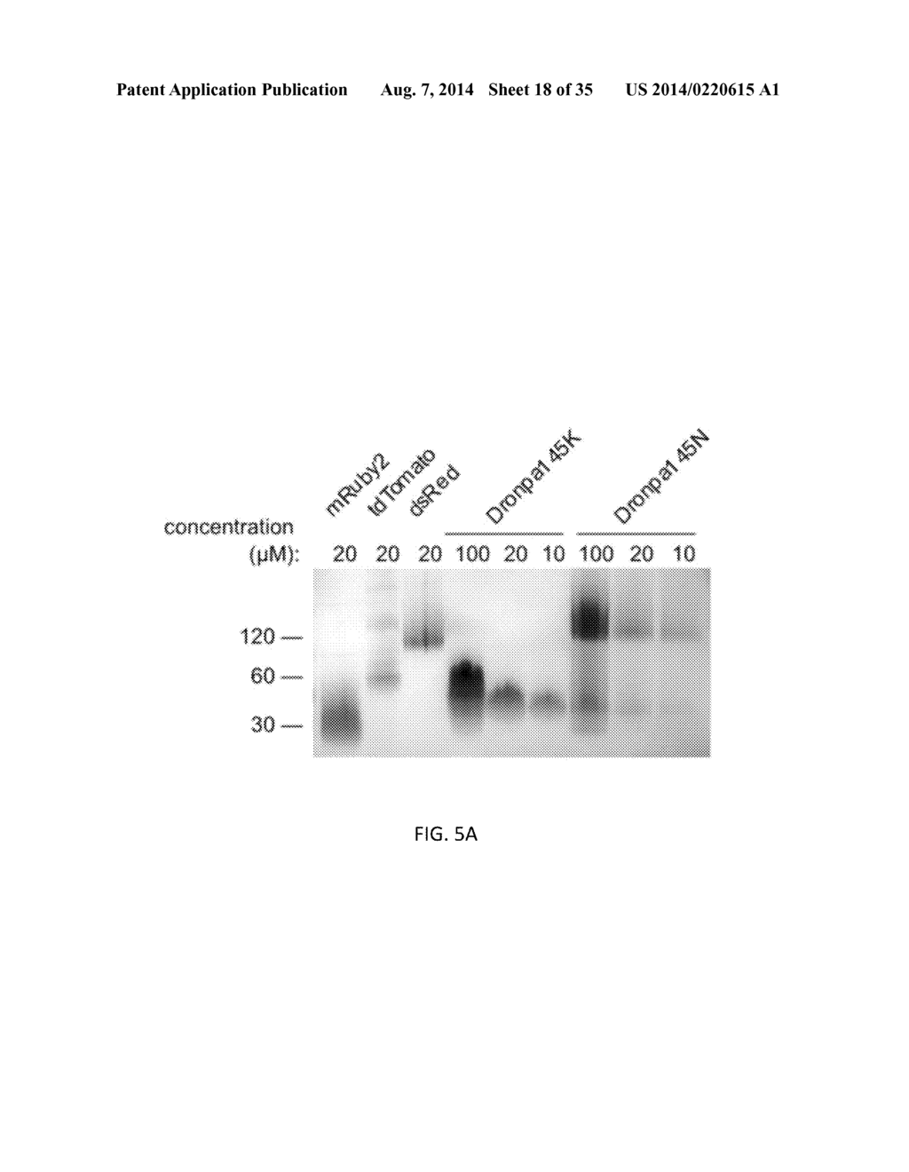 OPTICAL CONTROL OF PROTEIN ACTIVITY AND LOCALIZATION BY FUSION TO     PHOTOCHROMIC PROTEIN DOMAINS - diagram, schematic, and image 19