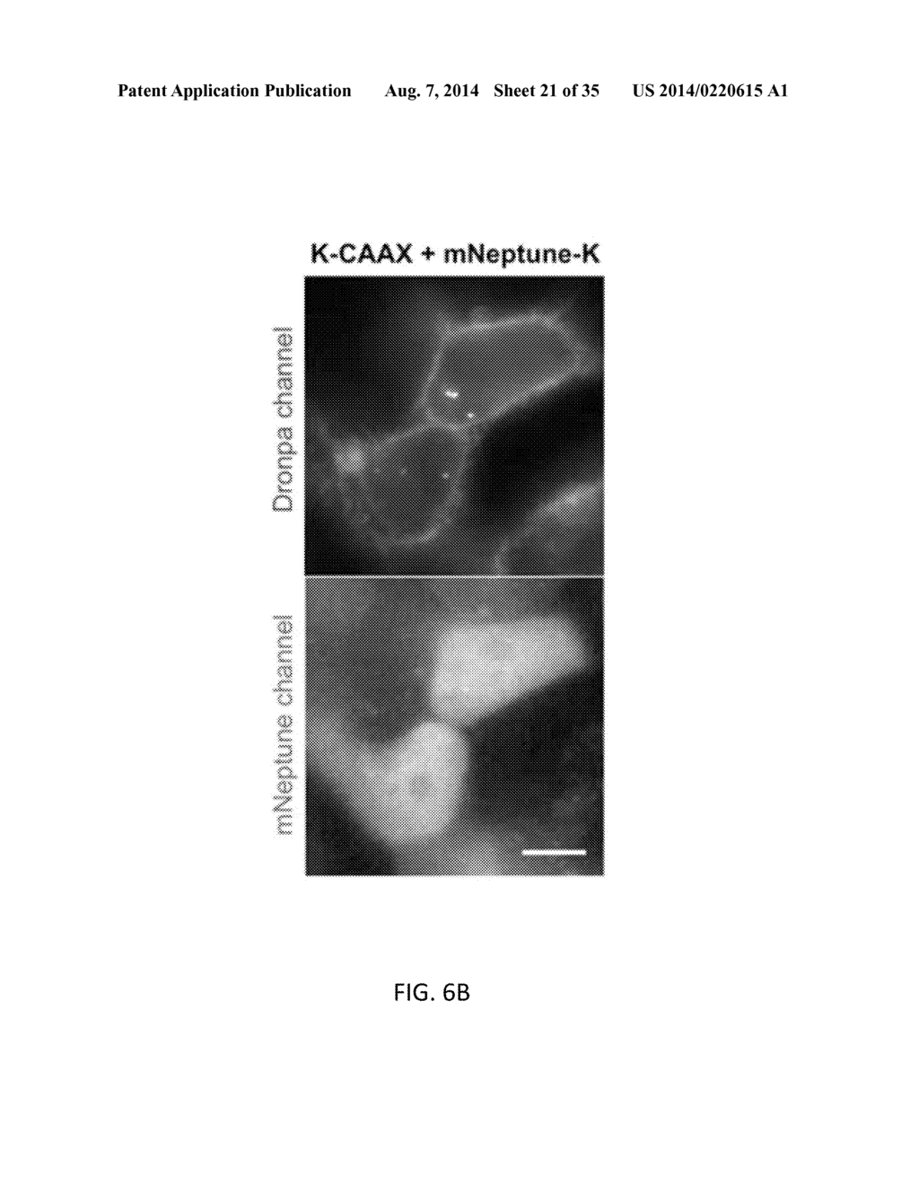 OPTICAL CONTROL OF PROTEIN ACTIVITY AND LOCALIZATION BY FUSION TO     PHOTOCHROMIC PROTEIN DOMAINS - diagram, schematic, and image 22