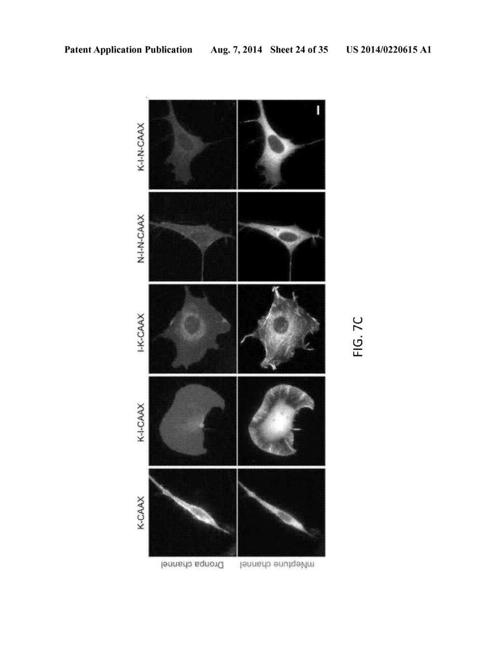 OPTICAL CONTROL OF PROTEIN ACTIVITY AND LOCALIZATION BY FUSION TO     PHOTOCHROMIC PROTEIN DOMAINS - diagram, schematic, and image 25