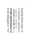 NOVEL BRANCHIOSTOMA DERIVED FLUORESCENT PROTEINS diagram and image