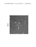 NOVEL BRANCHIOSTOMA DERIVED FLUORESCENT PROTEINS diagram and image