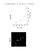 NOVEL BRANCHIOSTOMA DERIVED FLUORESCENT PROTEINS diagram and image